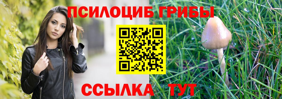 Псилоцибиновые грибы Psilocybe Новоалександровск